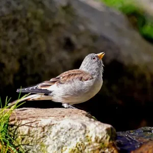 White-winged Snowfinch (Montifringilla nivalis), male, Alpine Zoo Innsbruck, Tyrol, Austria, Europa White-winged Snowfinch (Montifringilla nivalis), male, Alpine Zoo Innsbruck, Tyrol, Austria, Europa