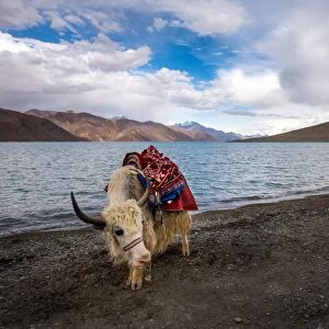 White yak and Pangong lake