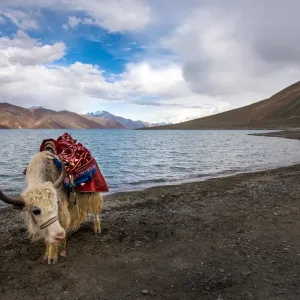 White yak and Pangong lake White yak and Pangong lake