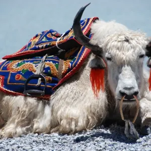 Yak at Yamdrok Lake Print Yak at Yamdrok Lake Print