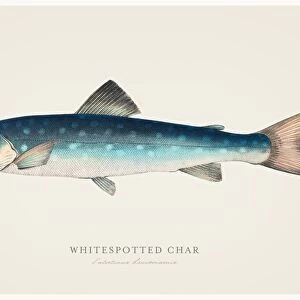 Whitespotted char trout 1856