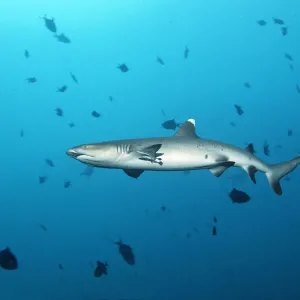 Whitetip reef shark -Triaenodon obesus-, Embudu channel, Indian Ocean, Tilla, South Male Atoll, Maldives Whitetip reef shark -Triaenodon obesus-, Embudu channel, Indian Ocean, Tilla, South Male Atoll, Maldives
