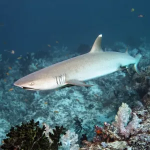 Whitetip Reef Shark Print over Coral Reef, Maldives Whitetip Reef Shark Print over Coral Reef, Maldives