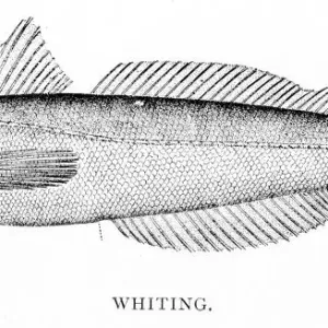 Whiting engraving 1898 Whiting engraving 1898