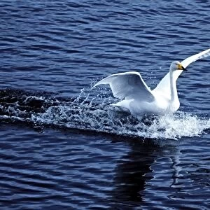 Whooper Swan landing on water