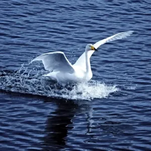 Whooper Swan landing on water Whooper Swan landing on water