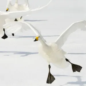 Whooper Swans (Cygnus cygnus) Whooper Swans (Cygnus cygnus)