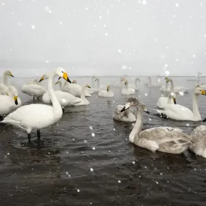 Whooper Swans (Cygnus cygnus) Whooper Swans (Cygnus cygnus)