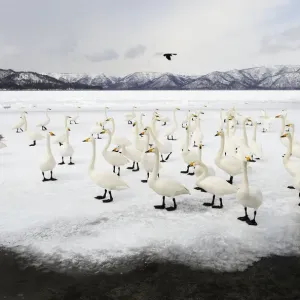 Whooper Swans (Cygnus cygnus) Whooper Swans (Cygnus cygnus)