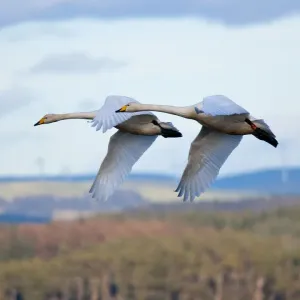 Whooper swans in formation flying