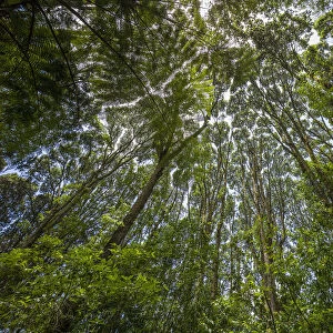 Wide angle view of converging forest canopy on the lower slopes of Mount Kilimanjaro, Kilimanjaro Region, Tanzania