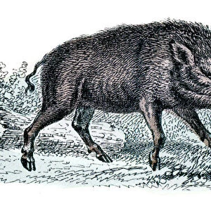 Wild Boar engraving 1872