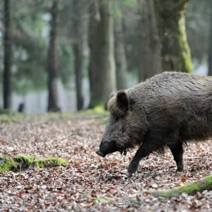 Wild boar -Sus scrofa-