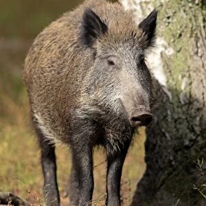 Wild Boar -Sus scrofa-, adult, Hanau, Hesse, Germany