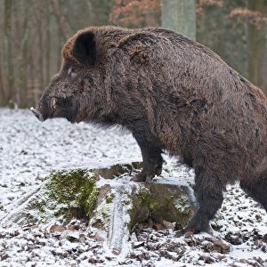 Wild Boar -Sus scrofa-, boar with winter coat, on a tree stump, captive, Bavaria, Germany