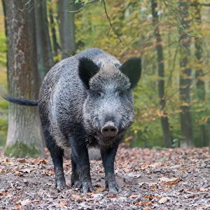 Wild Boar -Sus scrofa-, captive, in the autumn forest, Hesse, Germany
