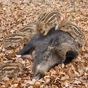 Wild Boars -Sus scrofa-, sow with suckling piglets, captive, North Rhine-Westphalia, Germany