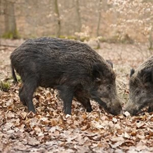 Wild Boars -Sus scrofa-, sows, captive, North Rhine-Westphalia, Germany