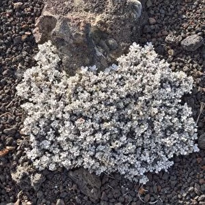 Wild Buckwheat or Cushion Buckwheat -Eriogonum ovalifolium-, Craters of the Moon National Monument, Arco, Highway 20, Idaho, USA