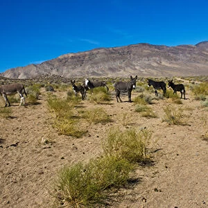 Wild Burros (Equus africanus asinus) in desert, Butte Valley Road, Death Valley National Park, California, USA