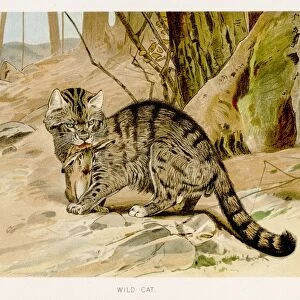 Wild cat lithograph 1894
