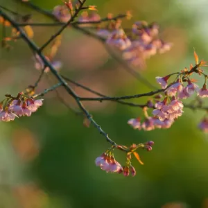 Wild cherry blossom at Doi Ang Khang, Chiangmai Wild cherry blossom at Doi Ang Khang, Chiangmai