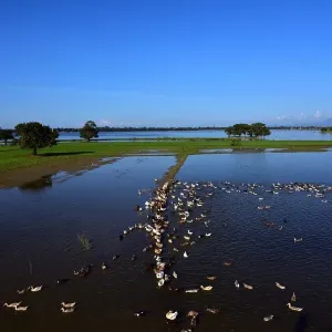 wild duck farm myanmar wild duck farm myanmar