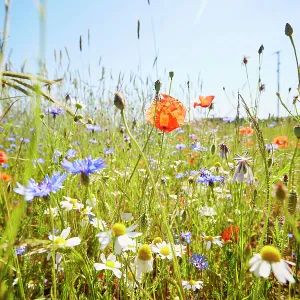 Wild flower meadow with chamomile flowers, poppies and cornflowers against blue sky in summer