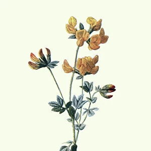 Wild Flowers, Bird s-foot trefoil, Lotus corniculatus