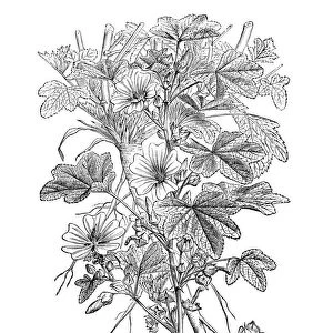 Wild flowers engraving 1898