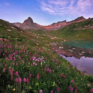 Wild Flowers at Ice Lake Basin Wild Flowers at Ice Lake Basin