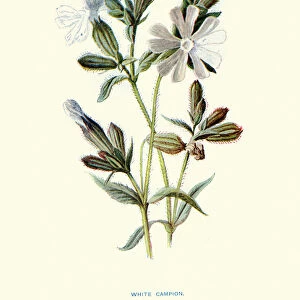 Wild Flowers, White campion, Silene latifolia, dioecious flowering plant
