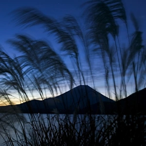 Wild grasses and Mount Fuji, Fuji-Hakone-Izu National Park, Honshu, Japan