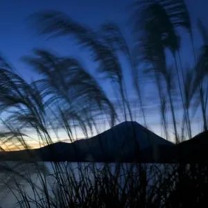 Wild grasses and Mount Fuji, Fuji-Hakone-Izu National Park, Honshu, Japan Wild grasses and Mount Fuji, Fuji-Hakone-Izu National Park, Honshu, Japan
