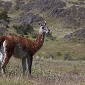 A wild guanaco -Lama guanicoe- standing on a meadow, Cochrane, Region de Aysen, Patagonia, Chile, South America, America