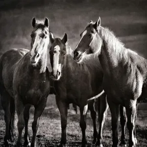 Three Wild Horse Friends in Black and White