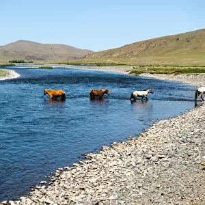 Wild Horse at Orkhon Valley in centreal Mongolia