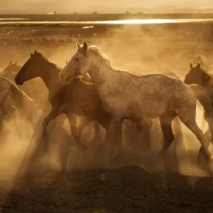 Wild Horses Print at Sunset in Cappadocia Wild Horses Print at Sunset in Cappadocia