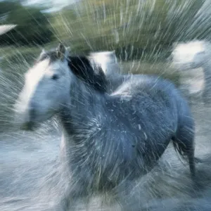 Wild Horses (Equus Caballus) France Wild Horses (Equus Caballus) France