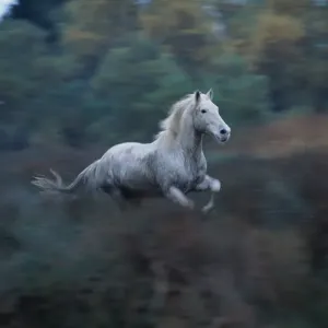 Wild Horses (Equus Caballus) France Wild Horses (Equus Caballus) France