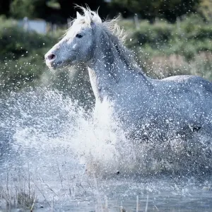 Wild Horses (Equus Caballus) France Wild Horses (Equus Caballus) France