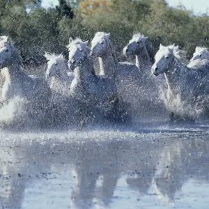 Wild Horses (Equus Caballus) France Wild Horses (Equus Caballus) France
