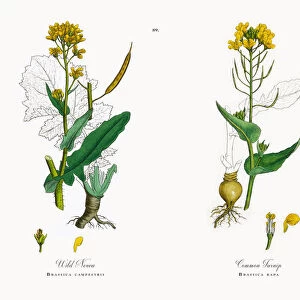 Wild Neveu, Brassica campestris, Victorian Botanical Illustration, 1863