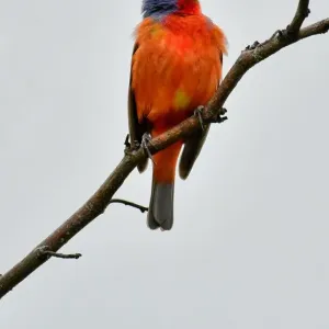 Wild painted Bunting singing on a branch Wild painted Bunting singing on a branch