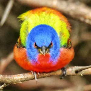 Beautiful Bird Species Metal Print Collection: Painted Bunting Bird (Passerina ciris)