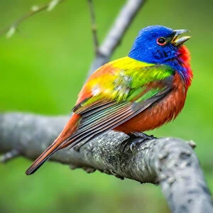 Wild painted Bunting in Texas