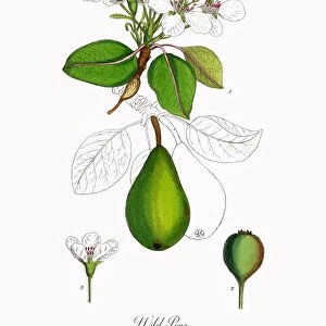 Wild Pear, Pyrus communis, Victorian Botanical Illustration, 1863