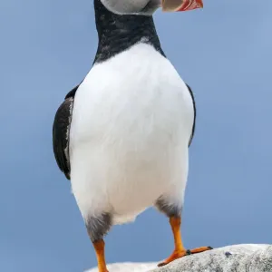 Wild Puffin Print, Farne Islands UK