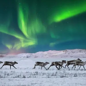Wild reindeer on the tundra on the background of the Northern Lights Wild reindeer on the tundra on the background of the Northern Lights