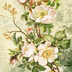 Wild rose 19 century illustration